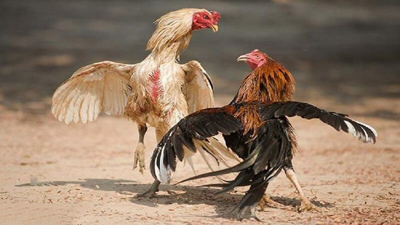 Ưu điểm của Gà đá mé hầu 