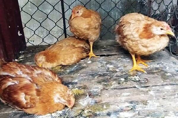 Điều trị cải thiện triệu chứng kết hợp bồi bổ sức khỏe cho gà