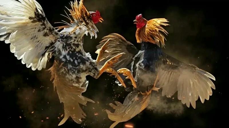  Chiến kê được chuẩn bị kỹ lưỡng, tránh người lạ chạm vào