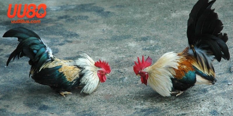 Lập kế hoạch huấn luyện chi tiết để theo dõi sự tiến bộ của gà tre